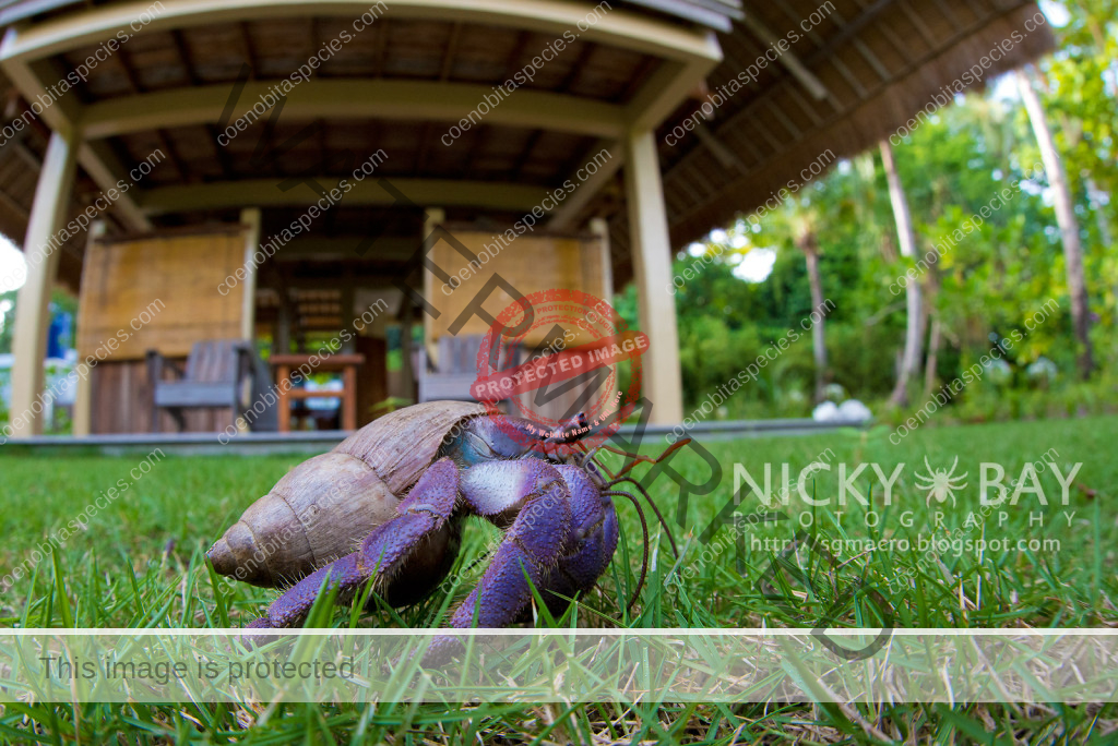 Nick Bay - http://sgmacro.blogspot.com/