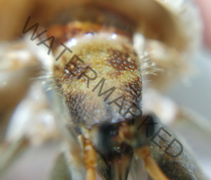 Coenobita cavipes