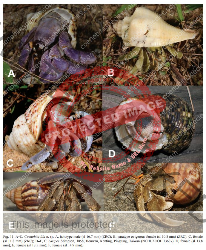 Comparison of C. lila and C. cavipes