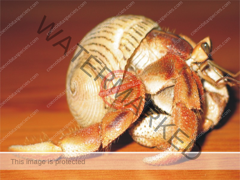 Coenobita variabilis