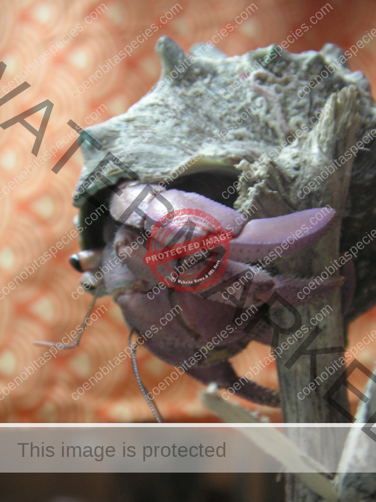 Coenobita lila