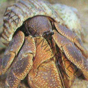 Coenobita brevimanus - Indonesian hermit crab - Indo