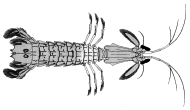 Coenobita spinosus stomatopod from decapoda.free.fr