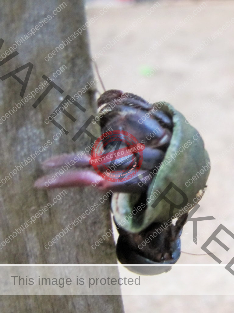 C rubescens Sao Tome - Photo Credit Chuck Moravec https://www.flickr.com/photos/21822583@N08/