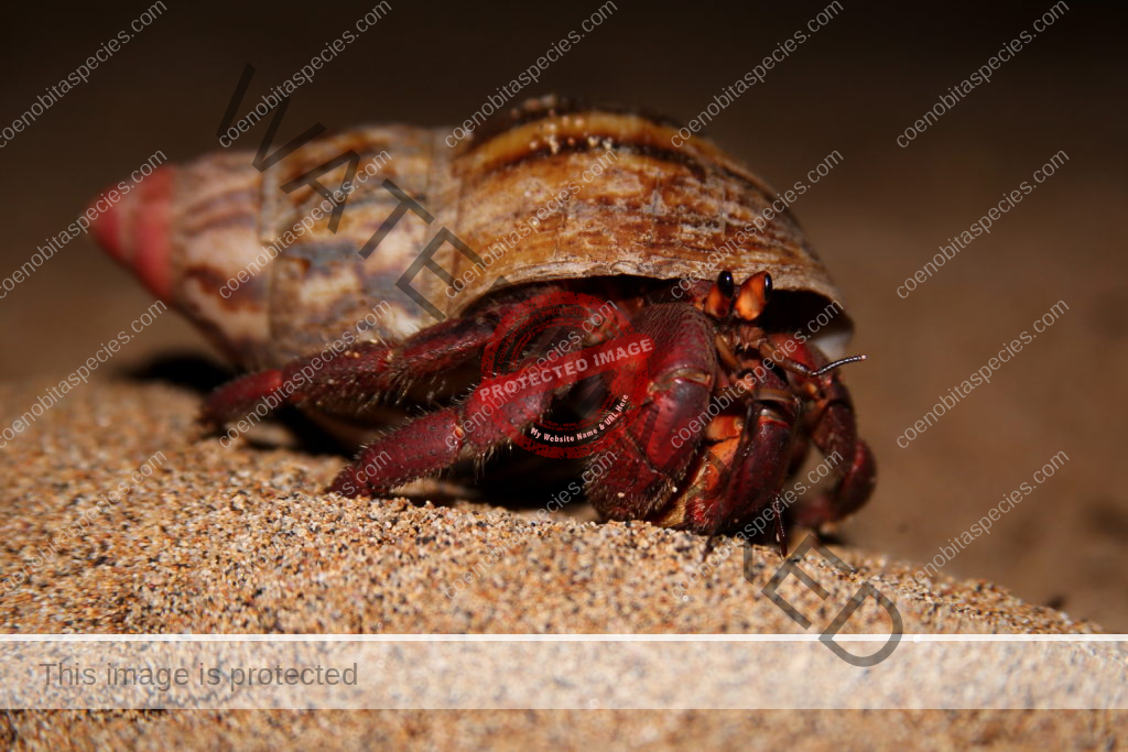 C rubescens Sao Tome - Photo Credit Guy Colborne https://www.flickr.com/photos/29127652@N06/