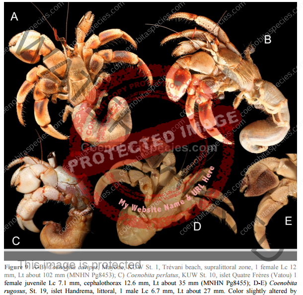 Violascens (confused for cavipes), perlatus and rugosus full body comparison