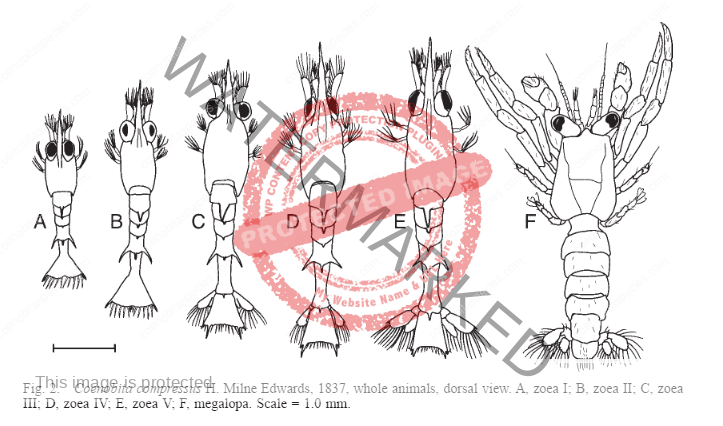 Coenobita compressus larval stages