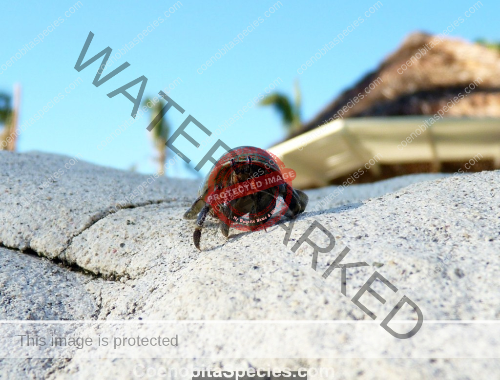 Possible Rubescens, Fiji - Photo Credit - Richard Bowen https://www.flickr.com/photos/44856714@N03/