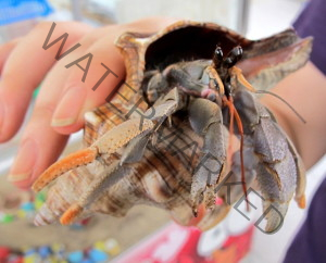 Photo Credit Kira Ramirez ilovehermitcrabs.com