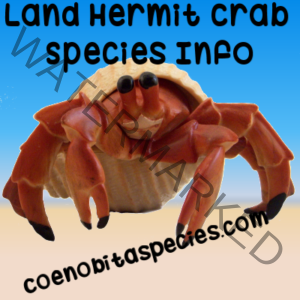 Land hermit crab species info