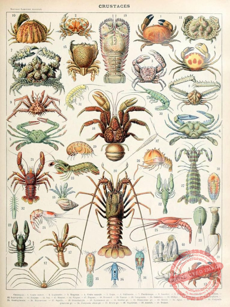 Coenobitidae Family Coenobita Species